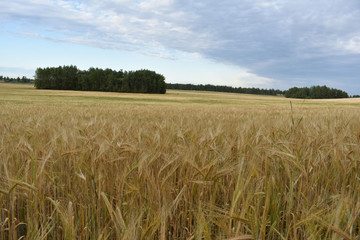 Beautiful field with wheat.