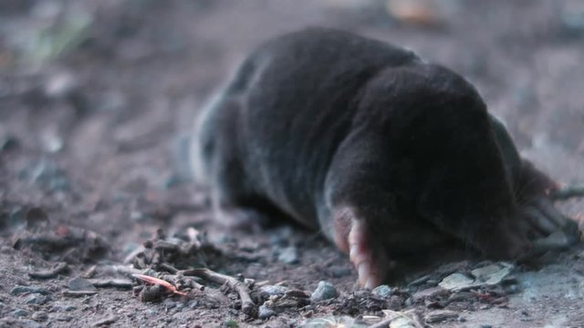 Mole animal in the yard