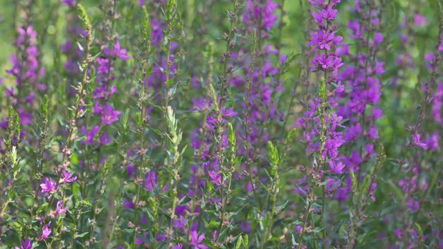 pink flowers Lythrum virgatum 'Dropmore Purple' swaying in the wind. zoon in