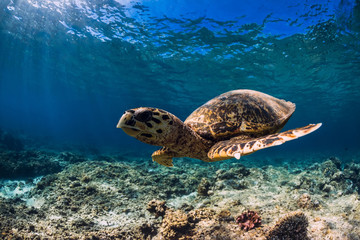Big turtle over coral bottom in blue ocean. Sea animal