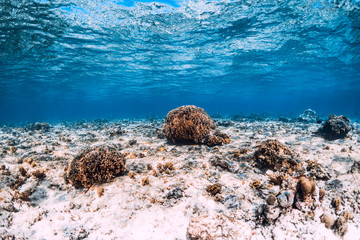 Underwater scene with corals and sandy bottom in blue ocean. Tropical sea