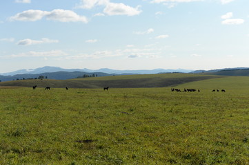 Fototapeta na wymiar Horses in the foothills of the tigirek Ridge in the Altai region. Western Siberia
