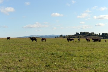 Horses in the foothills of the tigirek Ridge in the Altai region. Western Siberia