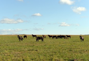 Horses in the foothills of the tigirek Ridge in the Altai region. Western Siberia