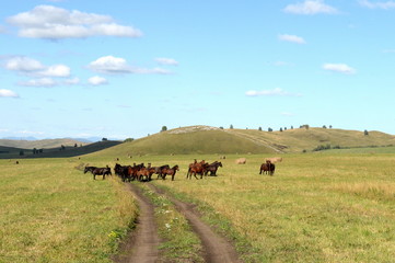 Horses in the foothills of the tigirek Ridge in the Altai region. Western Siberia