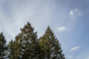 evergreen pine trees against the sky on a sunny day.