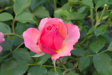 Beautiful little pink rose in the summer garden