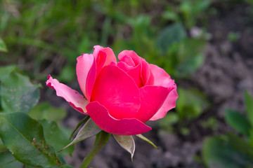Beautiful little pink rose in the summer garden