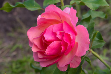 Beautiful little pink rose in the summer garden