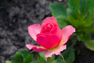 Beautiful little pink rose in the summer garden