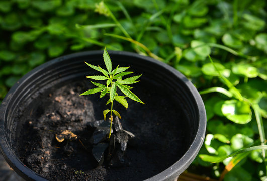 Home-grown Marijuana, Cannabis growing in the flowerpot, Cannabis sativa