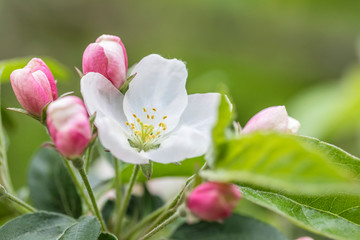 Obraz na płótnie Canvas Pink and white apple blossom flowers on tree in springtime