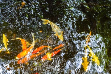 Obraz na płótnie Canvas Koi Fish in Thailand Pool
