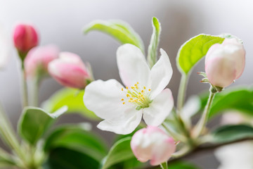 Obraz premium Pink and white apple blossom flowers on tree in springtime