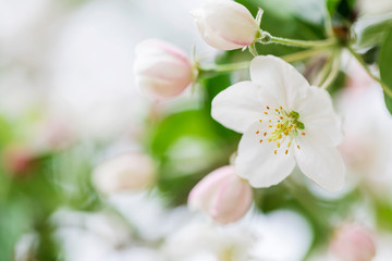 Pink and white apple blossom flowers on tree in springtime