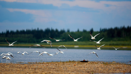 A flock of wild Northern white birds seagulls flies waving wings over the Bank of the river vilyu in Yakutia on the background of the taiga spruce forest under the blue sky and clouds.