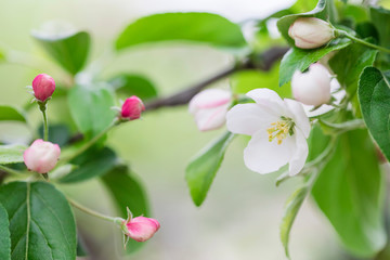 Pink and white apple blossom flowers on tree in springtime