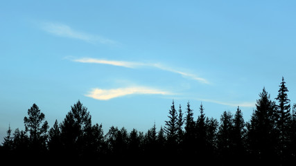 Three long strokes of clouds in the blue sky at sunset over the treetops of the forest of Yakutia.