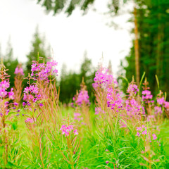 Obraz premium Lilac plants Ivan tea grow on a green field against a spruce forest in the afternoon in the Northern taiga of Yakutia in Russia.