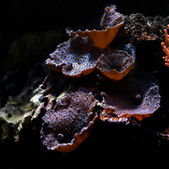 Sea anemones in detail on rock under water.