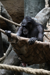 Fototapeta na wymiar An adult chimpanzee sitting in a canvas seat.