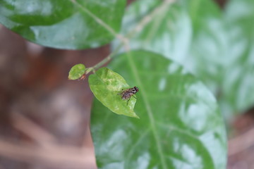 Fly on leaf