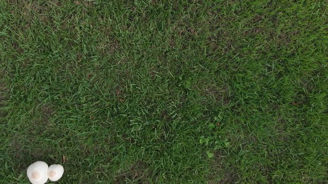 sliding aerial of white mushrooms on the lawn after days of rain in South Florida