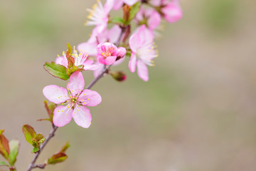 pink flowers blooming in the garden