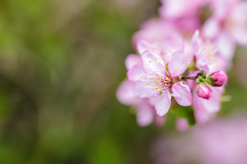 pink flowers blooming in the garden