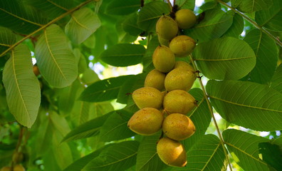 Fresh ripe walnuts and green leaves on the branch close up.