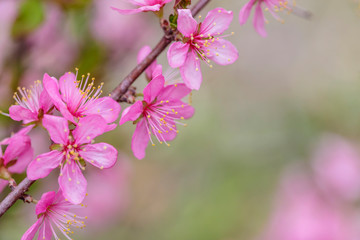 pink flowers blooming in the garden