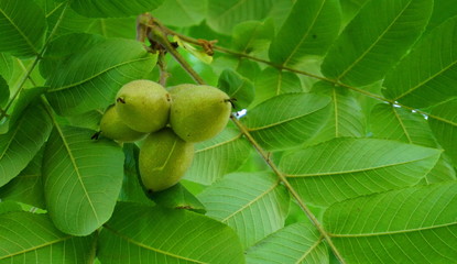 Fresh ripe walnuts and green leaves on the branch close up.