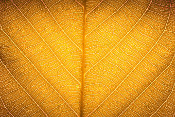 Yellow red autumn leaf macro texture high detail texture for nature background