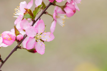 Obraz premium pink flowers blooming in the garden