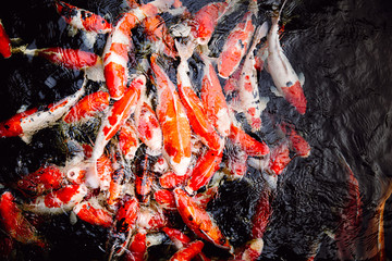 a lot of japanese koi carp fish in black pond background