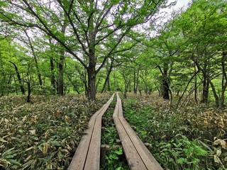 wooden path in the forest
