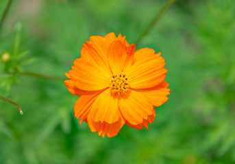 花丛中金黄色的波斯菊特写