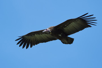 Hooded vulture (Necrosyrtes monachus)