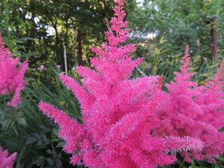 flowers in the garden