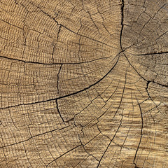 Fototapeta premium Closeup macro view of end cut wood tree section with cracks and annual rings. Flat wooden surface with annual rings.