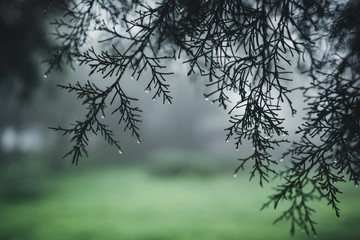 Forest Rain and fog On the Mountain