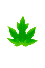 Front side of papaya green leaf on white background.