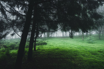Fototapeta na wymiar Forest Rain and fog On the Mountain