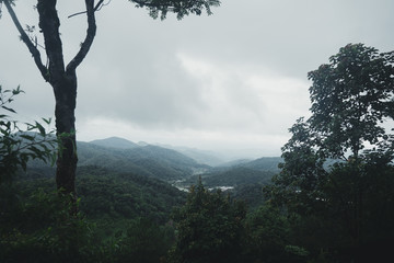 Forest Rain and fog On the Mountain