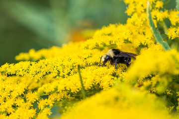 one bumble bee pollinating among beautiful dense yellow basket of gold flowers under the shade