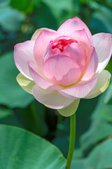 蓮　ピンクの花　蓮華