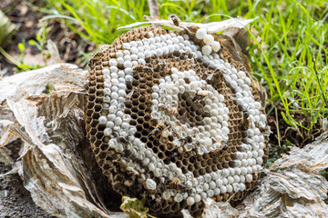 huge wasp honeycomb laying on the green grassy field with couple wasps still on top