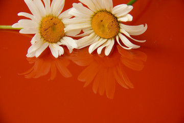 natural background. two daisies lie on a reflective orange surface. picked flowers at home.
