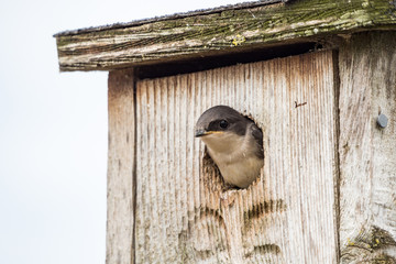 cute swallow chick pop up its head out of the bird house looking around
