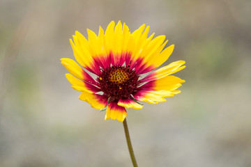 close up of a Blanket Flower under the sun with big red stamen and long yellow petals